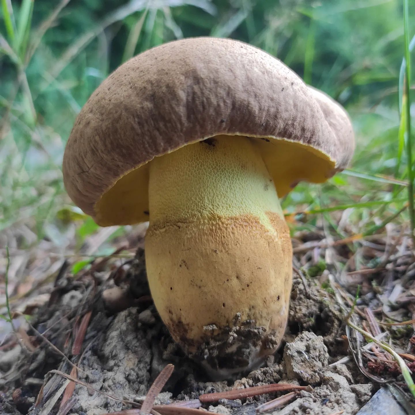 Боровик придаточковый (Butyriboletus appendiculatus)