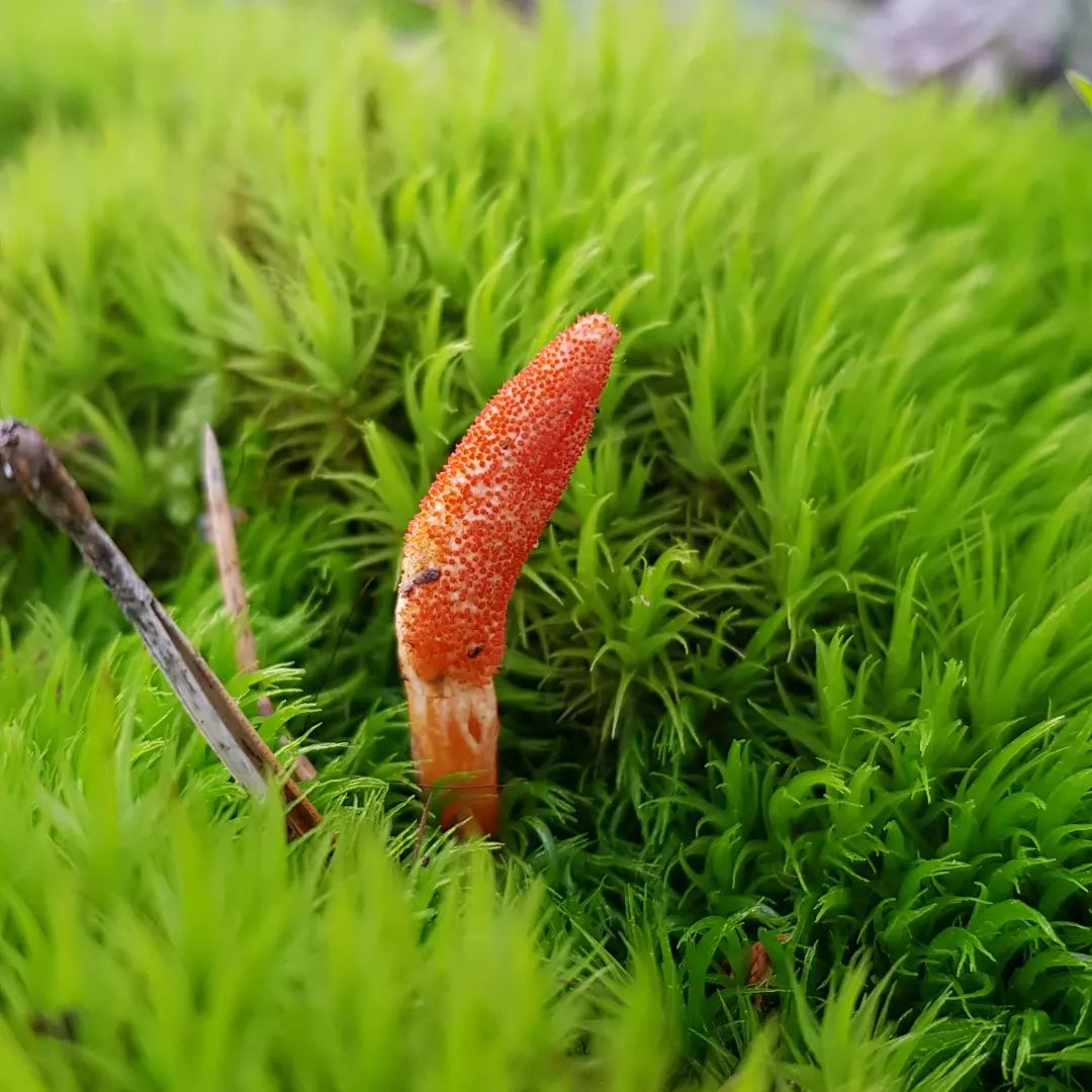 Кордицепс военный (Cordyceps militaris)