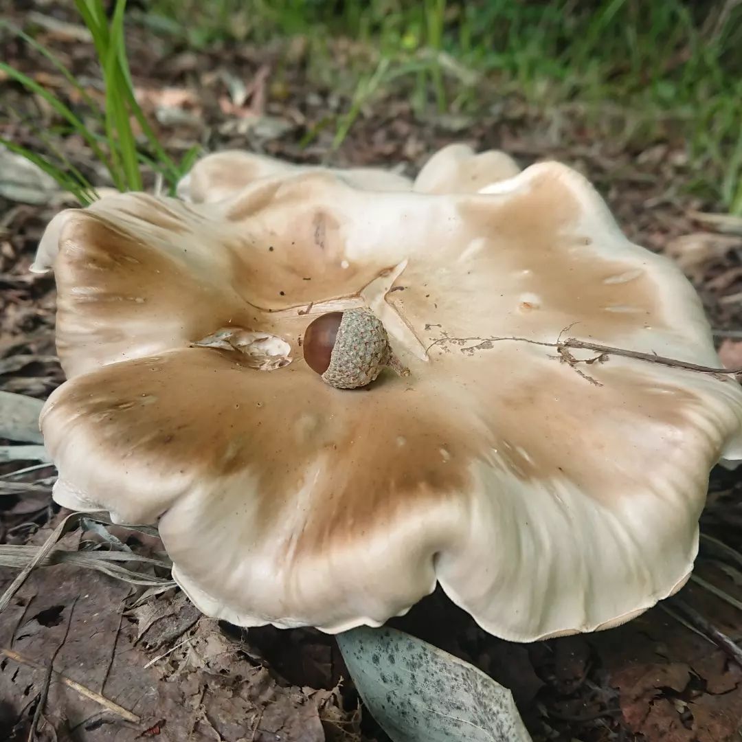 Энтолома продавленная (Entoloma rhodopolium)