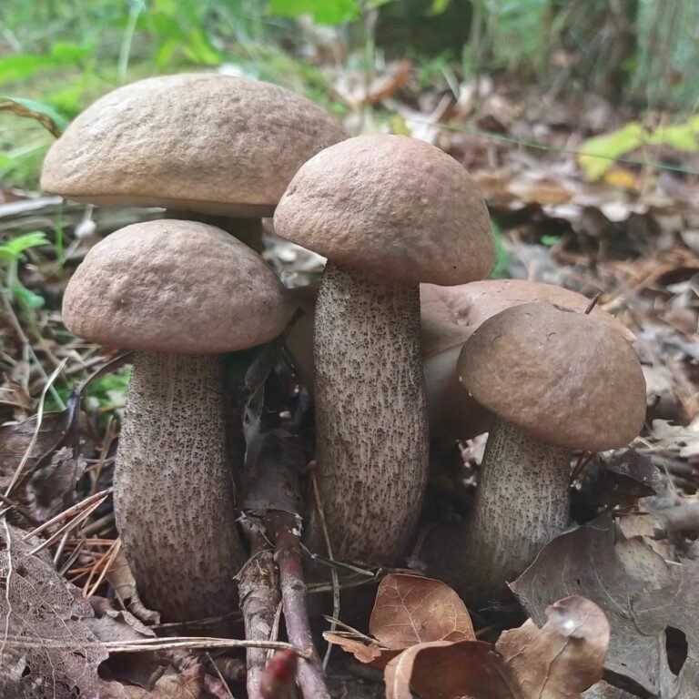 Подберёзовик жестковатый (Leccinum duriusculum)