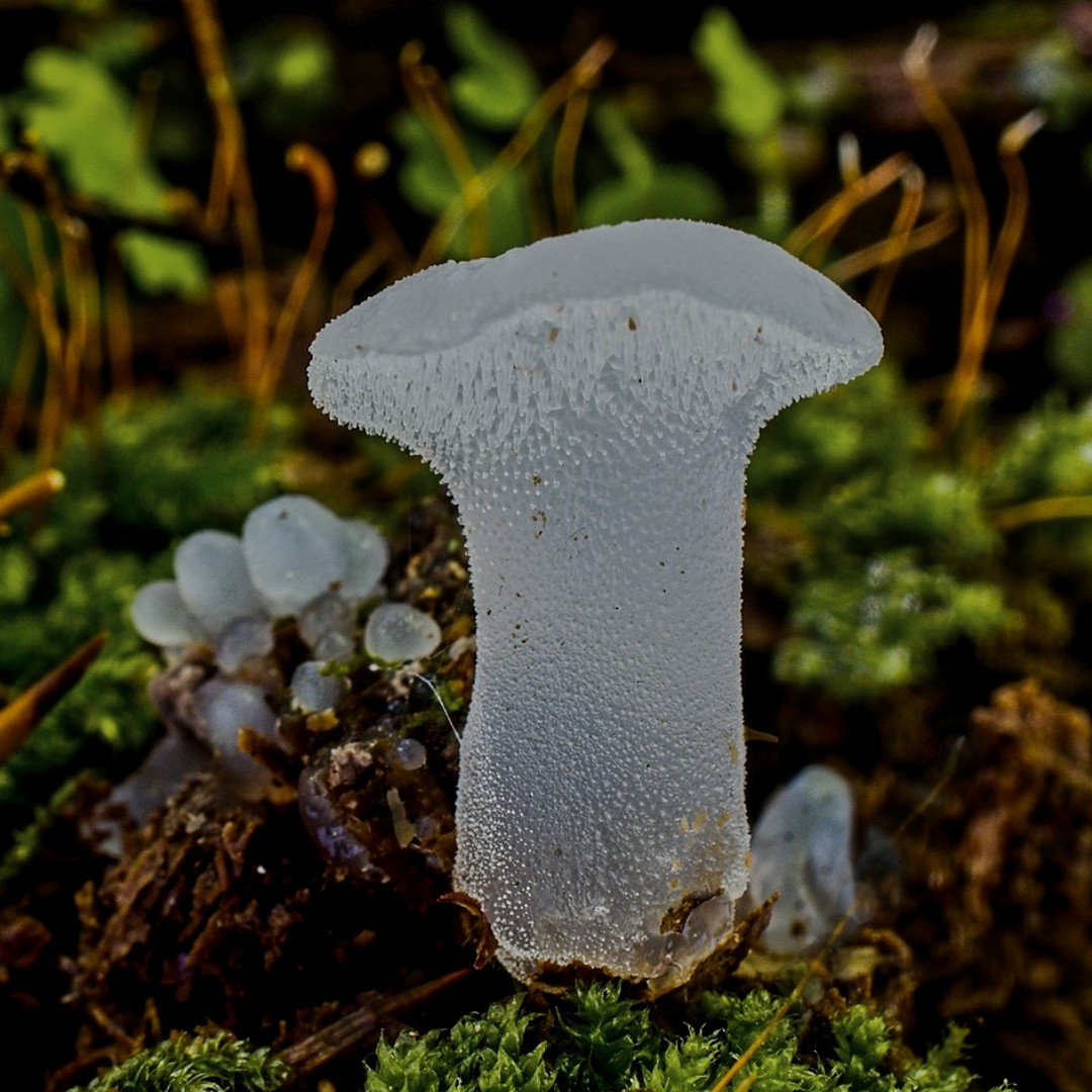 Псевдоежовик студенистый (Pseudohydnum gelatinosum)