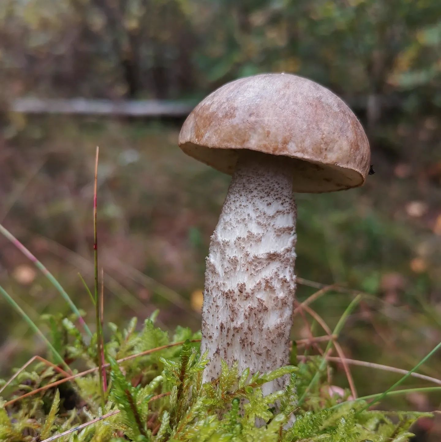 Подберезовик разноцветный (Leccinum variicolor) 