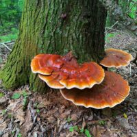 Ганодерма цугае (Ganoderma tsugae)