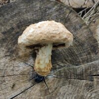 Чешуйчатка разрушающая (Pholiota populnea)