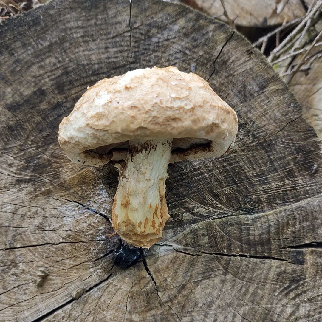 Чешуйчатка разрушающая (Pholiota populnea)