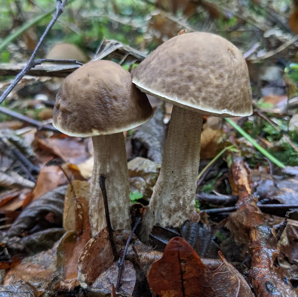 Подберезовик серый (Leccinellum pseudoscabrum)