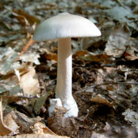 Поплавок серый, форма белая (Amanita vaginata var. alba)