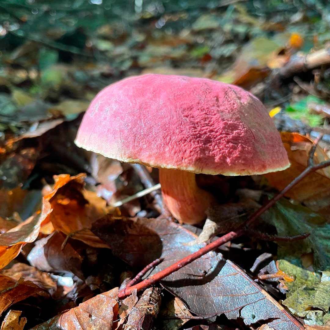 Боровик двухцветный  (Boletus bicolor)