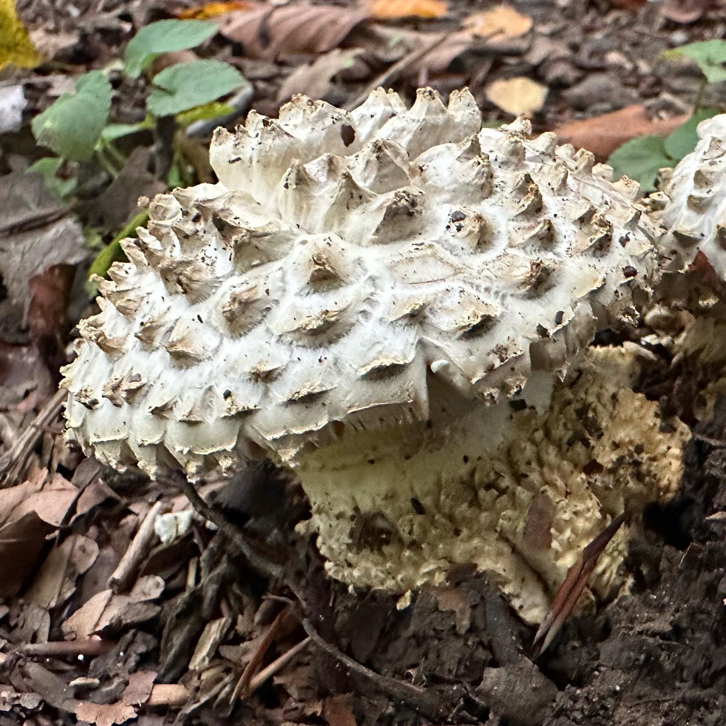 Мухомор щетинистый (Amanita echinocephala)
