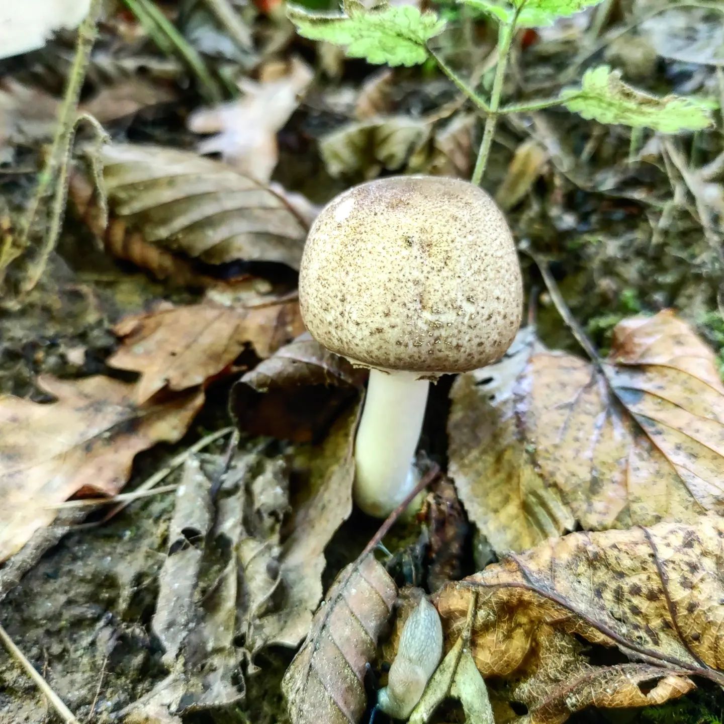 Шампиньон карболовый (Agaricus phaeolepidotus)