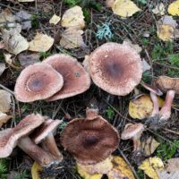 Рядовка коровья (Tricholoma vaccinum)