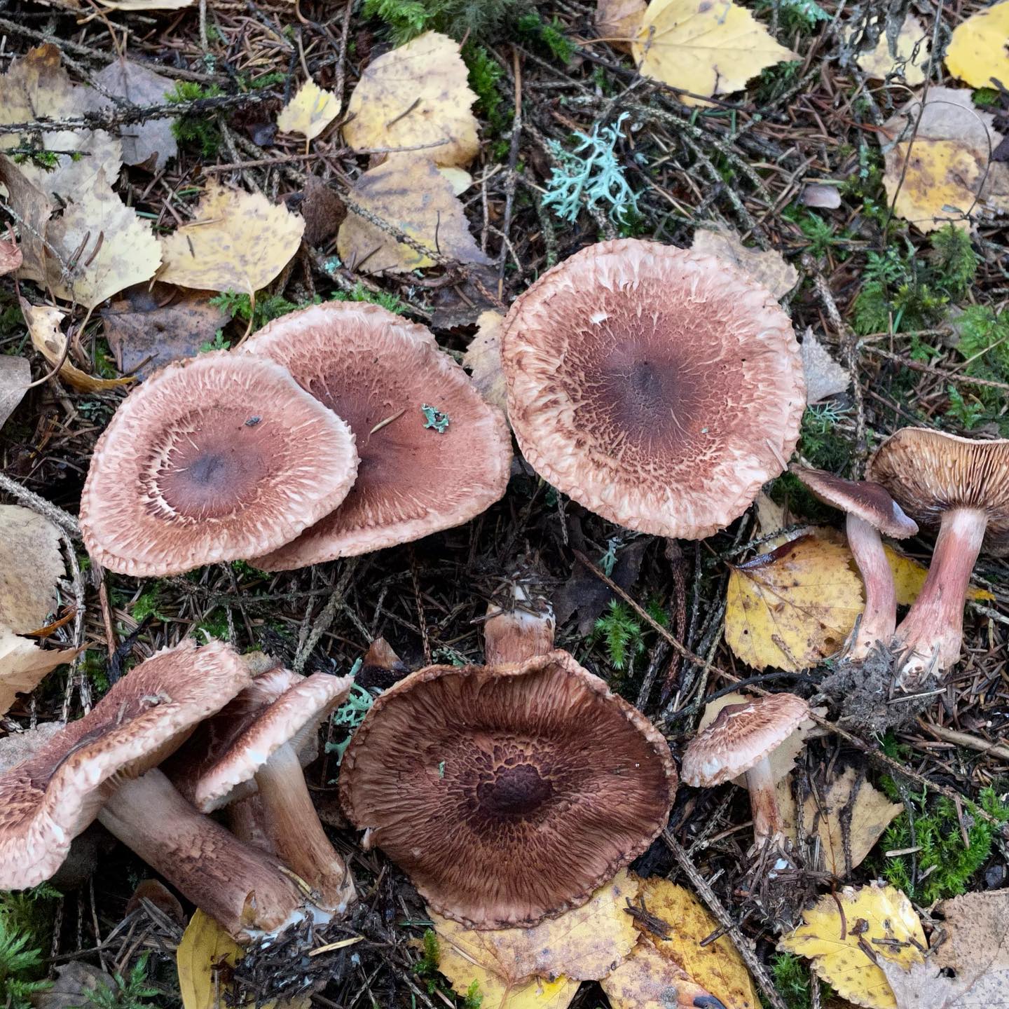 Рядовка коровья (Tricholoma vaccinum)