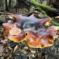 Трутовик каштановый (Picipes badius)