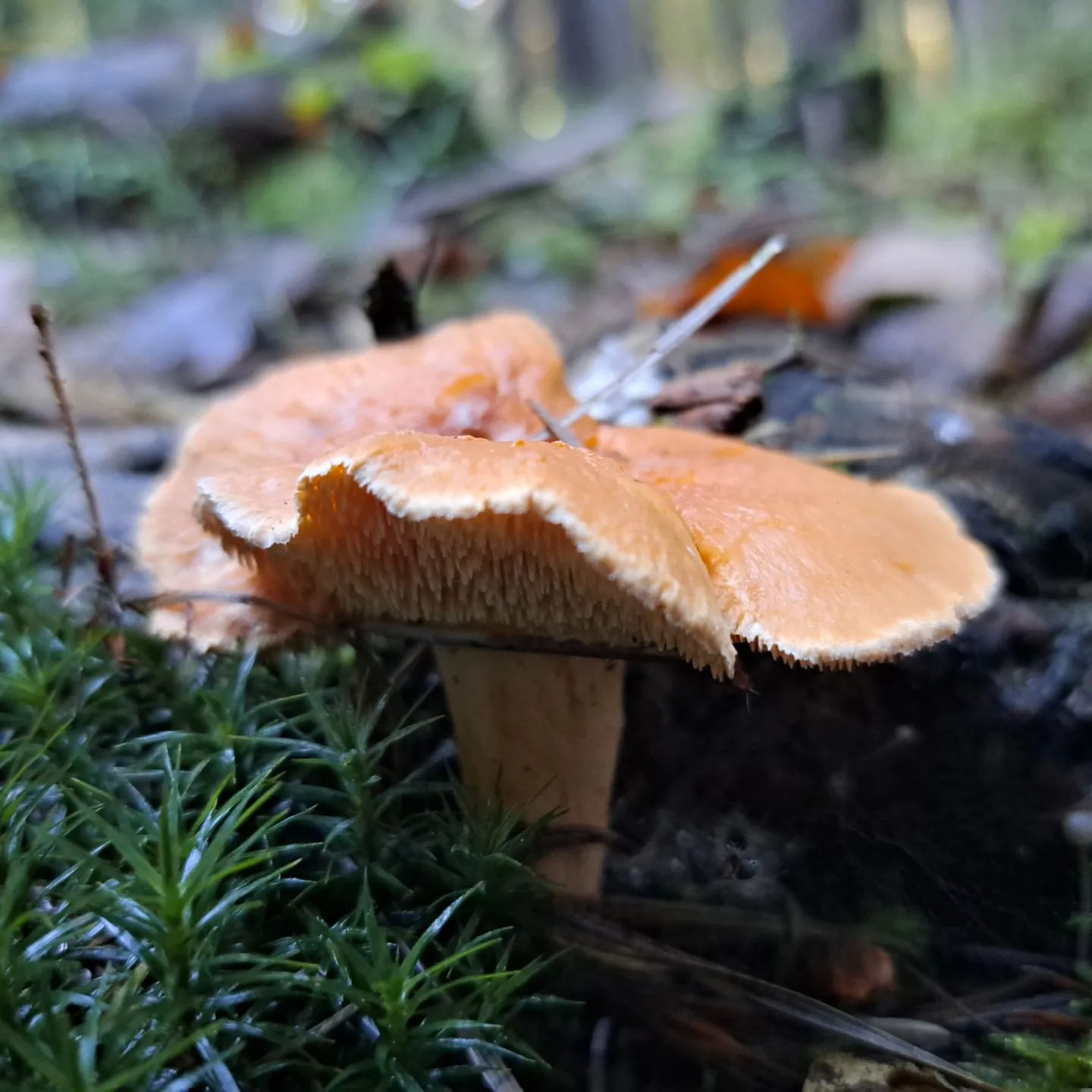 Ежовик красно-желтый (Hydnum rufescens)