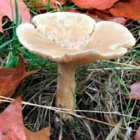 Волоконница земляная (Inocybe geophylla)