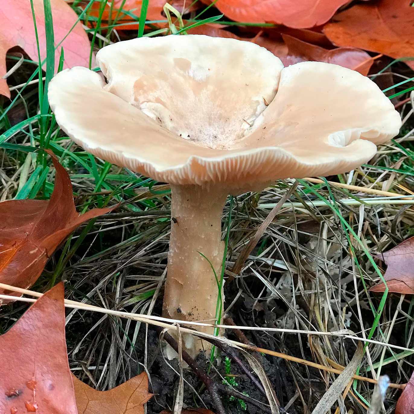 Волоконница земляная (Inocybe geophylla)