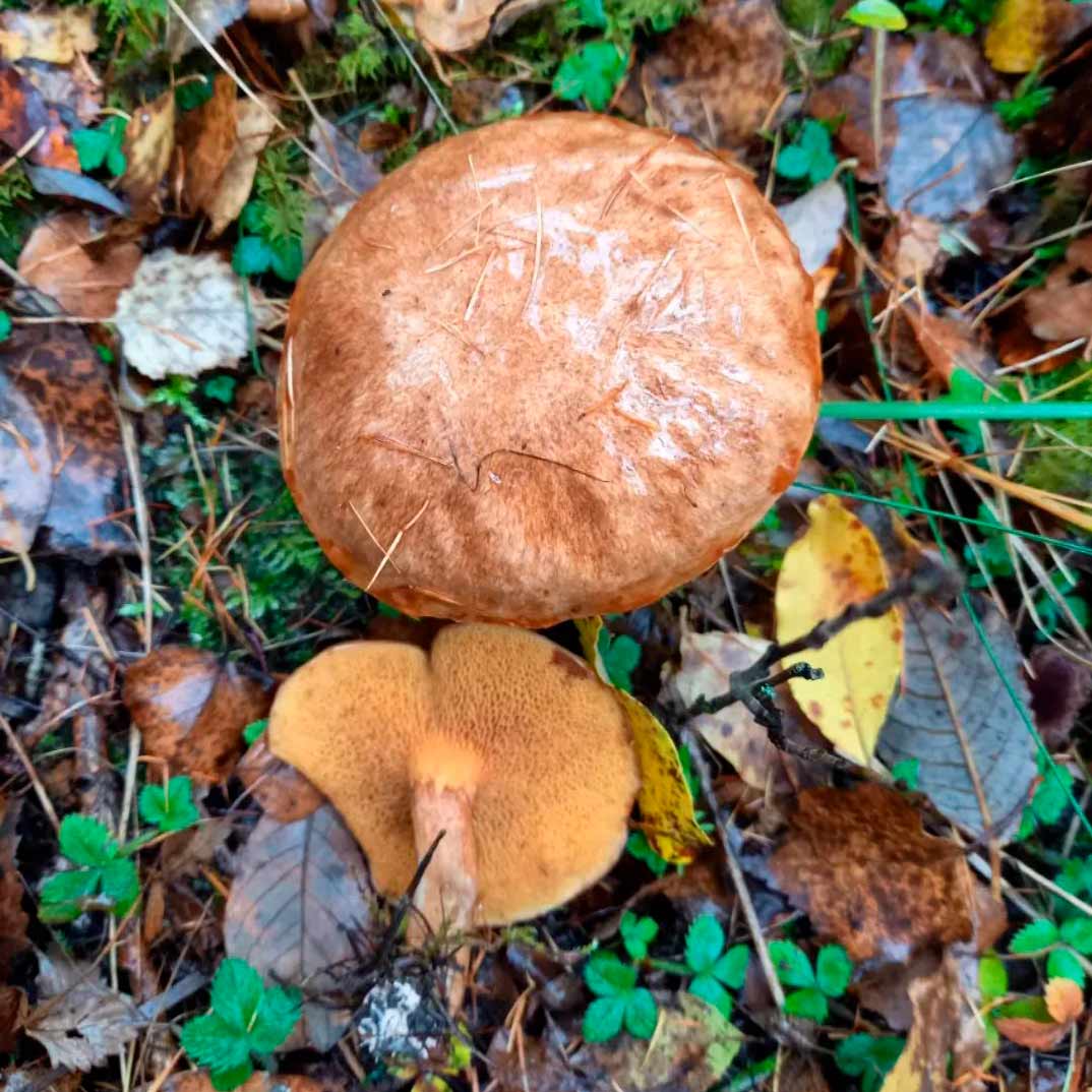 Масленок ржаво-красный (Suillus tridentinus)