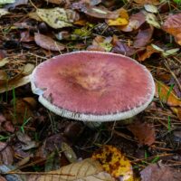 Сыроежка съедобная (Russula vesca)