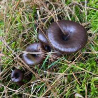 Миксомфалия гаревая (Myxomphalia maura)