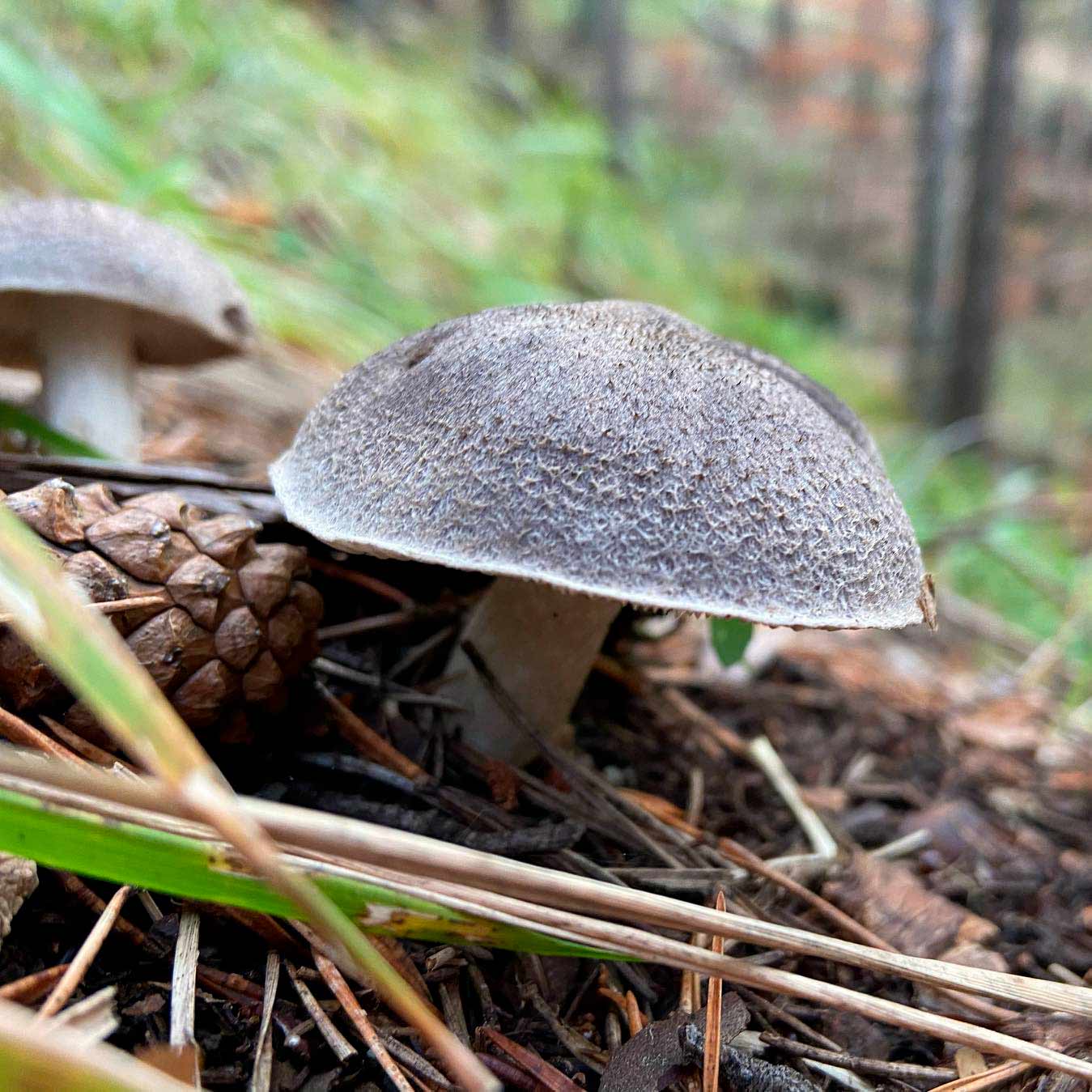 Рядовка опоясанная (Tricholoma cingulatum)