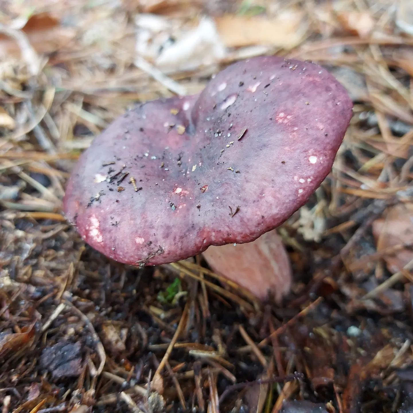 Сыроежка остроедкая (Russula sardonia)