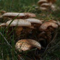 Лепиота чешуйчатая (Lepiota brunneoincarnata)