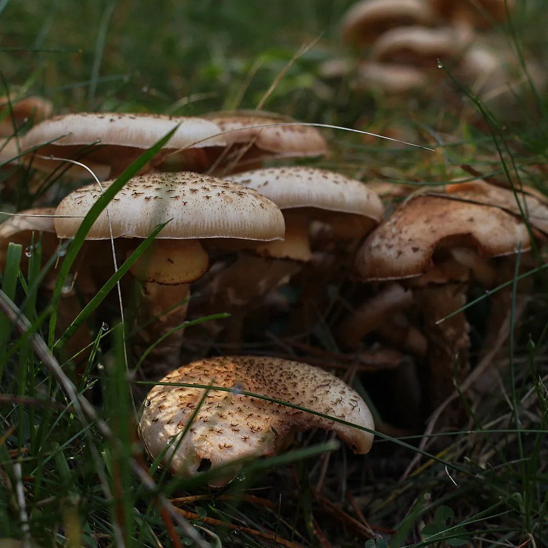 Лепиота чешуйчатая (Lepiota brunneoincarnata)