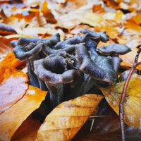 Вороночник серый (Craterellus cornucopioides)