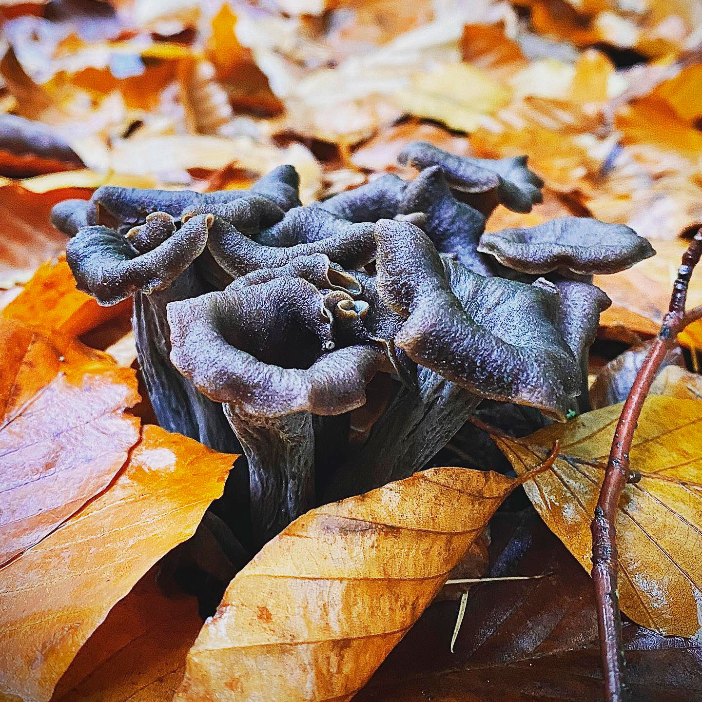 Вороночник серый (Craterellus cornucopioides)