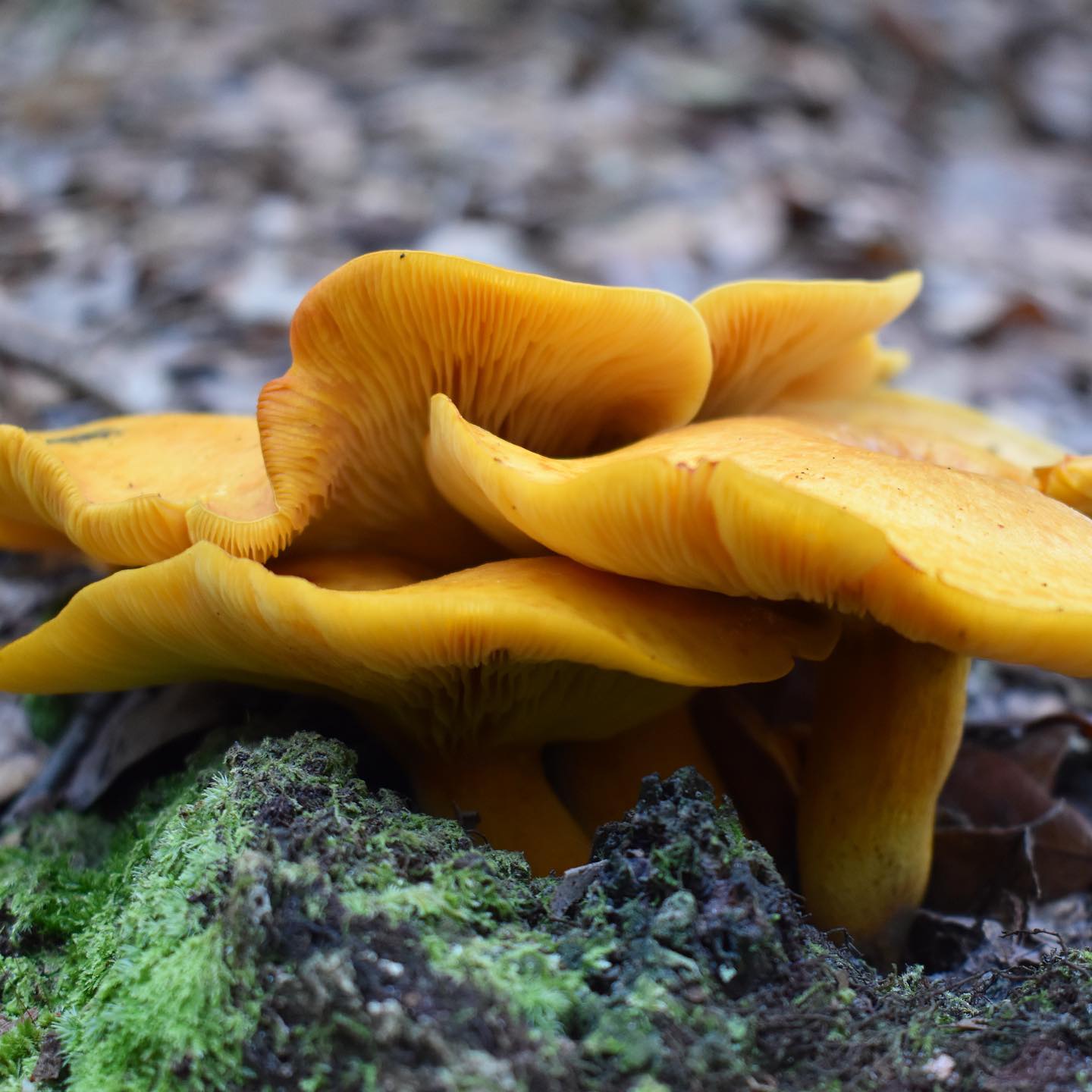 Омфалот светящийся (Omphalotus illudens)