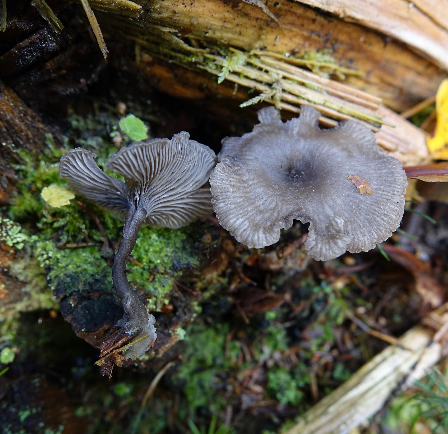Аррения кубковидная (Omphalina epichysium)