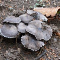 Рядовка серебристая (Tricholoma scalpturatum)