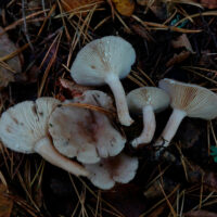 Млечник блеклый (Lactarius vietus)