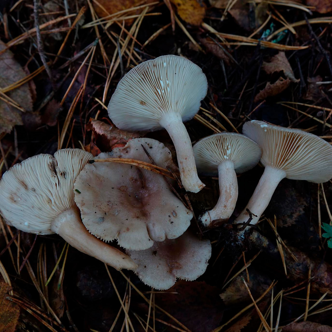 Млечник блеклый (Lactarius vietus)