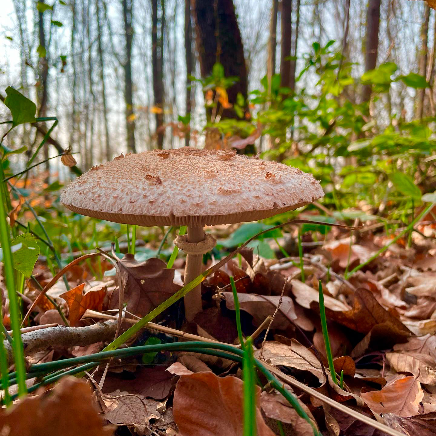 Лепиота чешуйчатая (Lepiota brunneoincarnata)