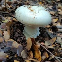 Мухомор очевидный (Amanita proxima)