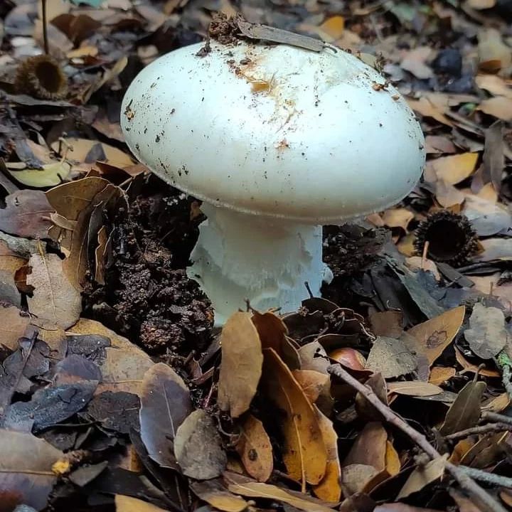 Мухомор очевидный (Amanita proxima)