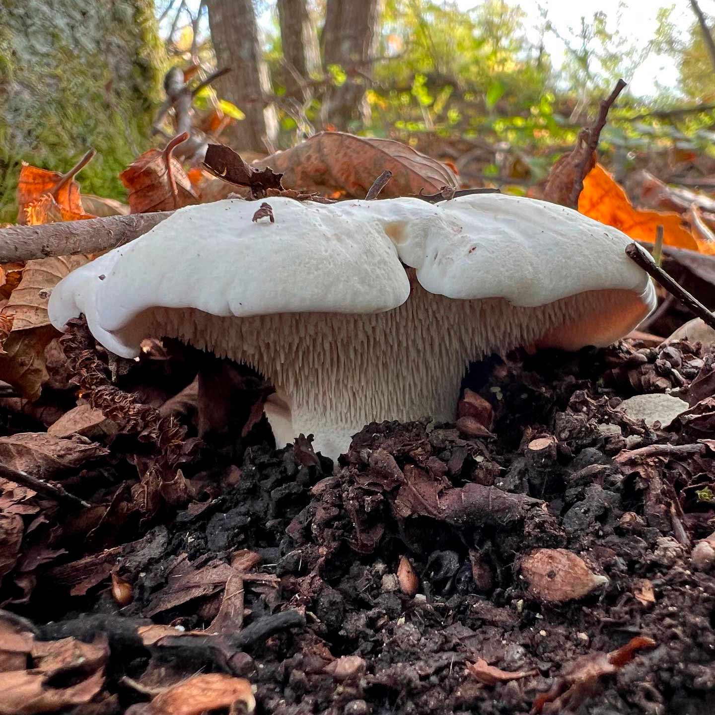 Ежовик белый (Hydnum albidum)