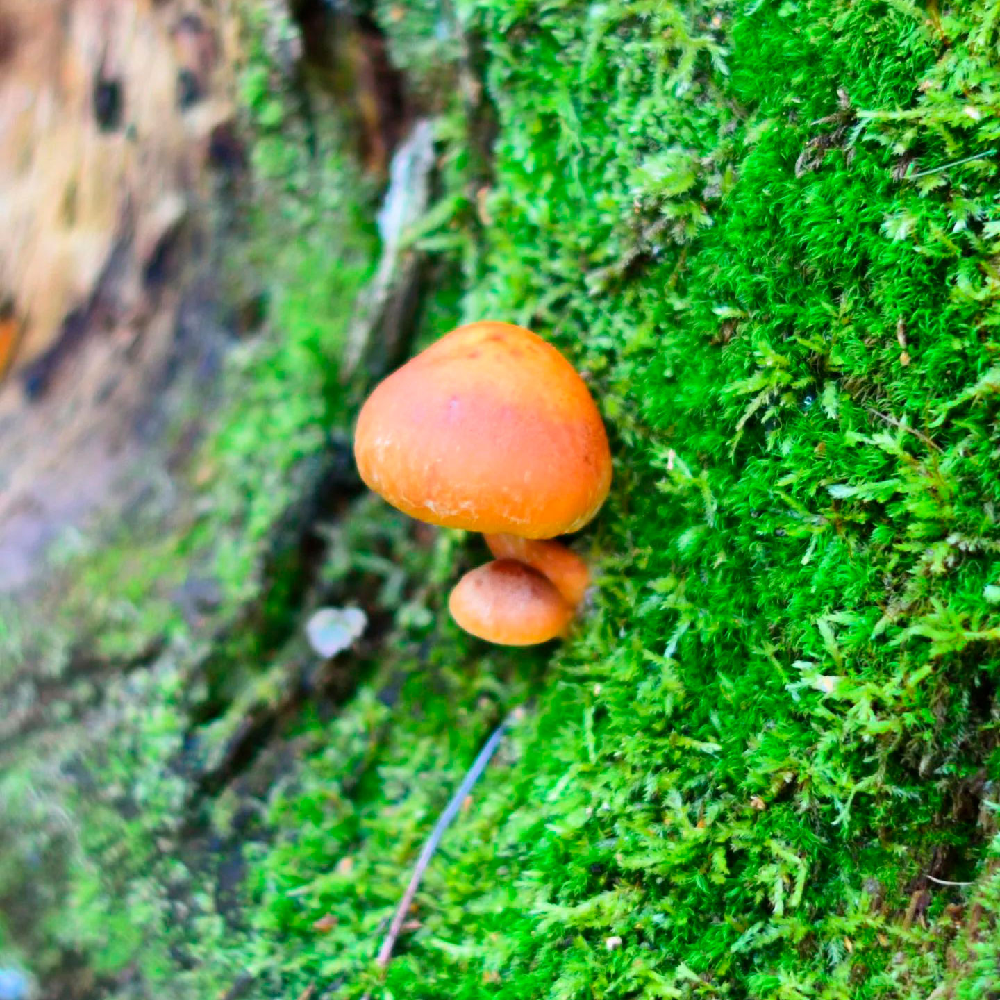 Гимнопил проникающий (Gymnopilus penetrans)