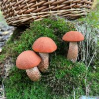 Подосиновик обыкновенный (Leccinum aurantiacum)