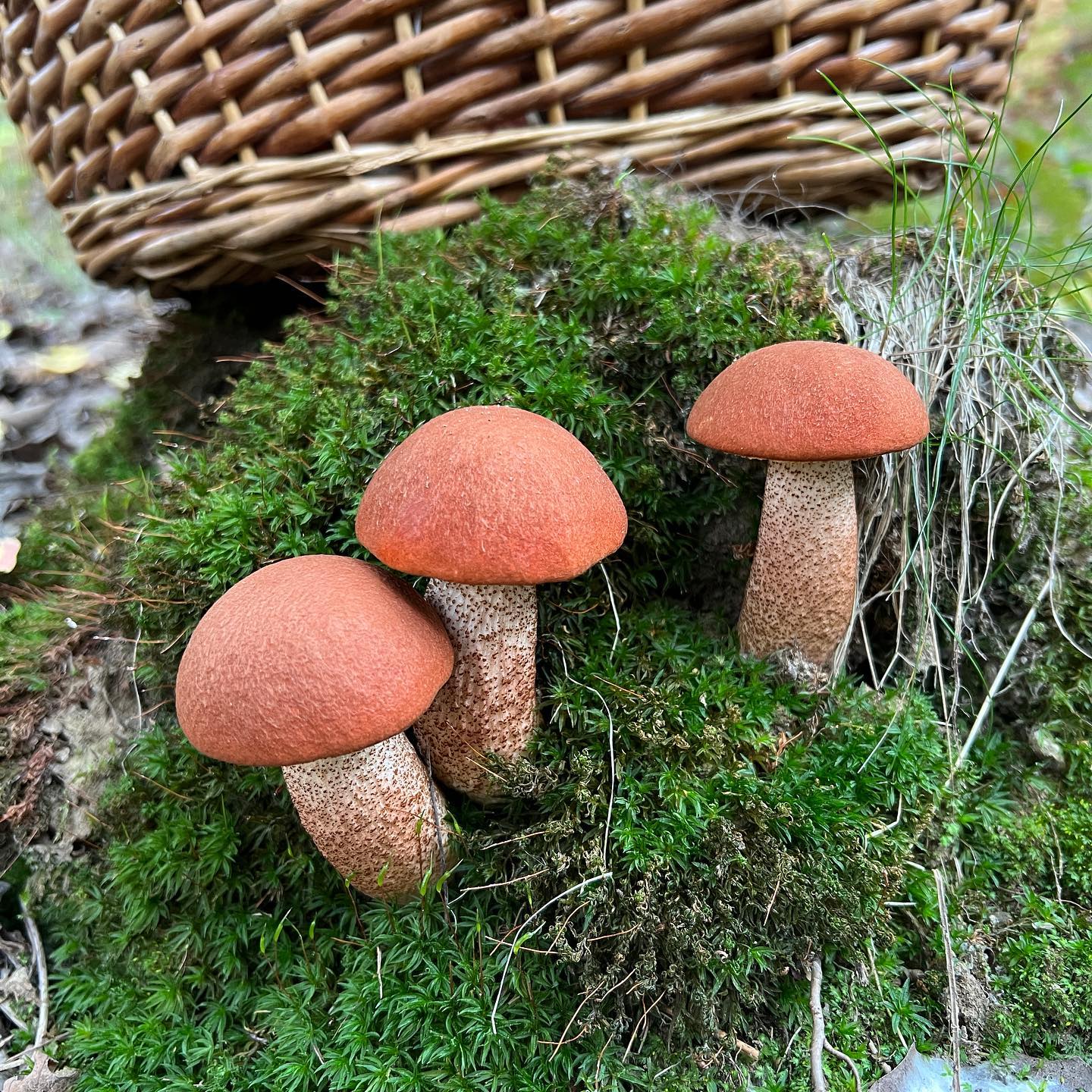 Подосиновик обыкновенный (Leccinum aurantiacum)