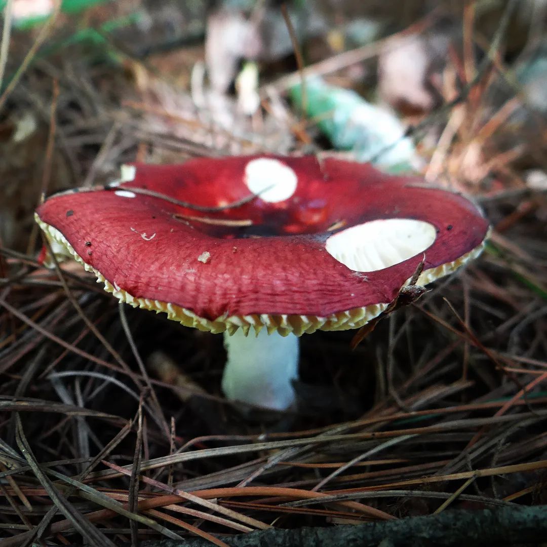 Сыроежка красивая (Russula sanguinaria)