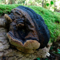 Трутовик дубовый (Phellinus robustus)