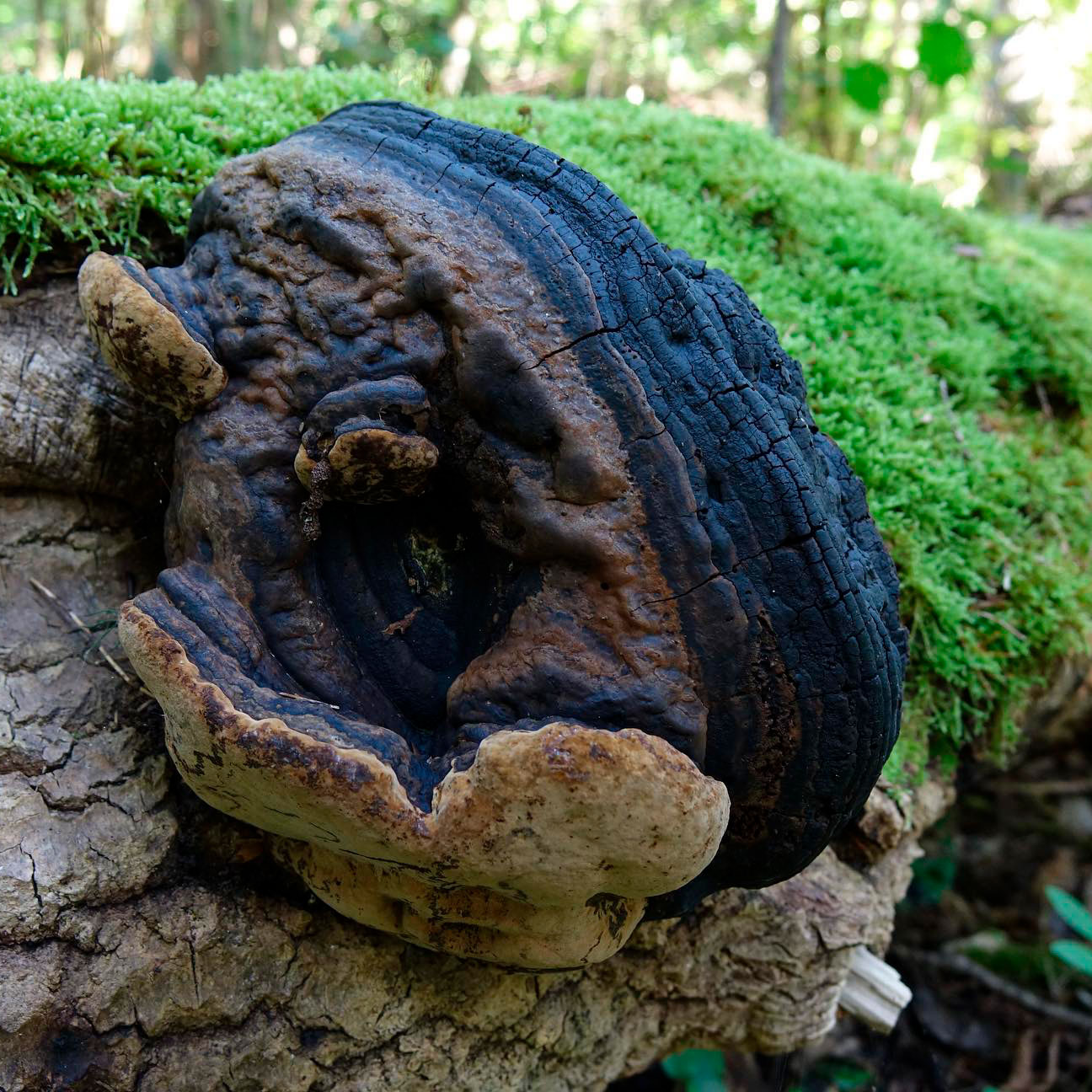 Трутовик дубовый (Phellinus robustus)