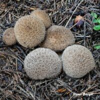 Дождевик коричневый (Lycoperdon umbrinum)
