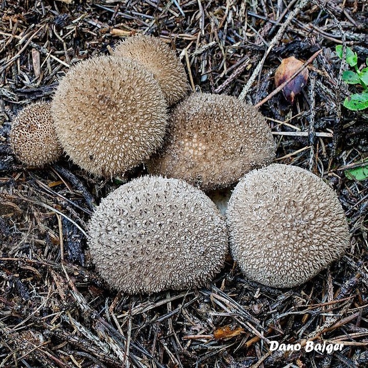 Дождевик коричневый (Lycoperdon umbrinum)