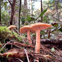 Ежовик пупковидный (Hydnum umbilicatum)