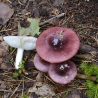 Сыроежка черно-красная (Russula atrorubens)