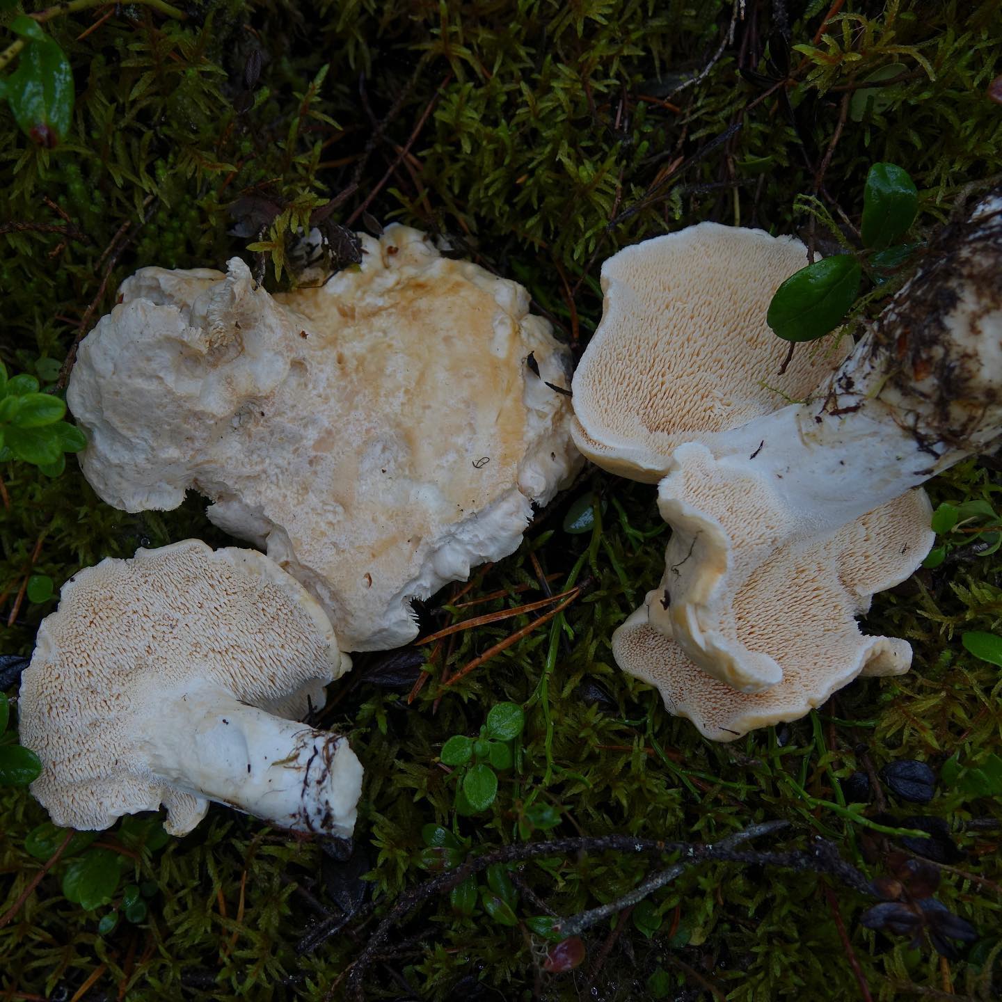 Ежовик желтый (Hydnum repandum)