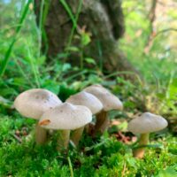 Энтолома бледно-коричневая (Entoloma sepium)